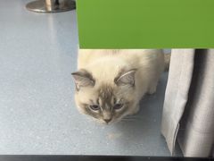 -宠物星动物医院·眼科·异宠·猫科(江南大道总院)