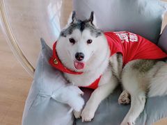 -Husky Go! 哈士奇体验馆·宠物咖啡厅狗咖