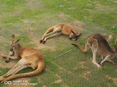 -西霞口神雕山野生动物世界