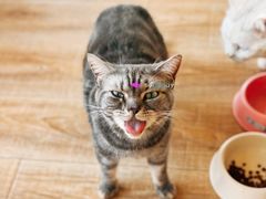 -猫的茶·猫咖