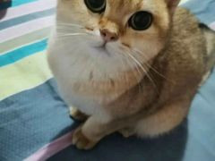 -东方名猫馆·英短金渐层布偶猫舍(环线广场1号楼店)