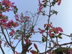 -松鹤楼面馆(中洲湾店)