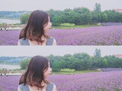 -大塘金香草谷