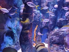 -海合安成都极地海洋公园
