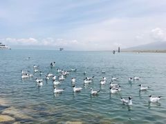 -青海湖国家重点风景名胜区