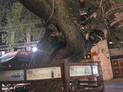 -古树酸奶(八廓南街店)