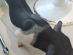 -怪兽屋·羊驼·猫咖·狗咖(俊华广场店)