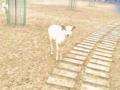 -北京麋鹿生态实验中心
