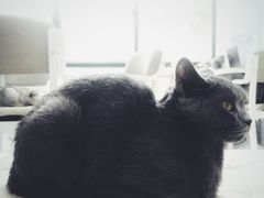 -喵的天空名猫咖啡馆·撸猫·猫舍·用品