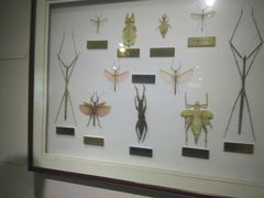 -上海昆虫博物馆