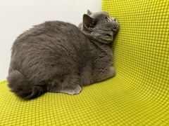 -艾吉宠物医院·疑难杂症转诊中心·猫友好(碧江路院)