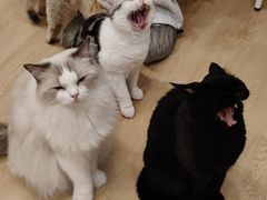 -有喵·猫咖·狗咖·40+猫狗有小奶狗(岗厦店)