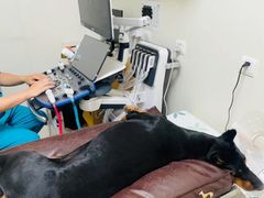 -美联众合动物医院·24h京西诊疗中心