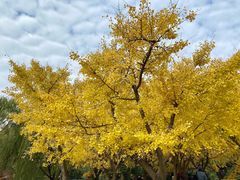 -上海共青森林公园