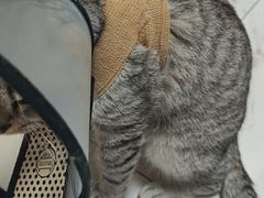 -艾吉宠物医院·疑难杂症转诊中心·猫友好(碧江路院)