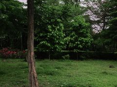 -福田红树林生态公园