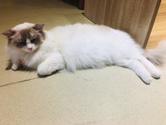 -藏猫猫咖啡主题馆(中央大道店)