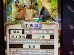 -正佳雨林生态植物园