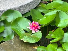 -唐猫庭院·千年陕菜(大唐不夜城店)