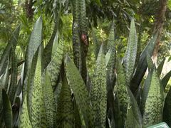 -广西壮族自治区药用植物园