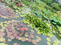 -国家植物园南园