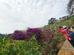 -南国桃园旅游度假区