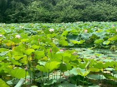 -云溪植物园