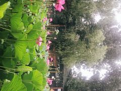 -静之湖湖畔餐厅