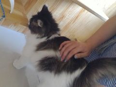 -纳吉亚猫专科动物医院博雅分院
