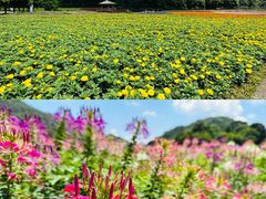 -广州市石门国家森林公园