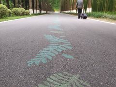 -黄海国家森林公园