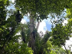 -西双版纳原始森林公园