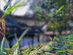 -留园
