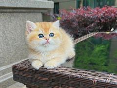 -欣宠猫屋·矮脚拿破仑·蓝金金渐层