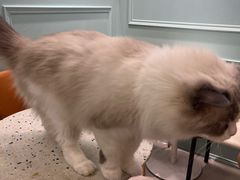 -安格丽娜·狗咖·猫咖羊驼咖(春熙路百盛商场店)