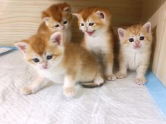 -十年猫舍·猫咪专门店(普陀店)