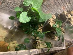 -茶理宜世(京溪店)