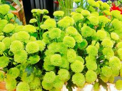 -豆豆花艺(新光天地店)