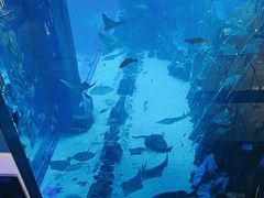 -迪拜水族馆及水下动物园