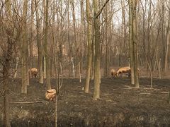 -溱湖国家湿地公园