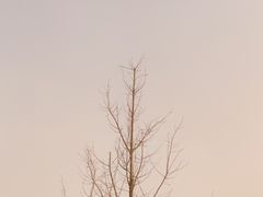 -两河城市森林公园