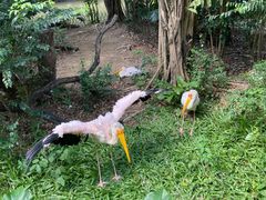-广州长隆飞鸟乐园