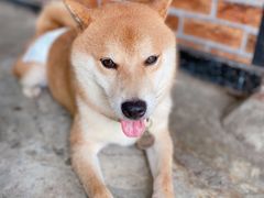 -柴犬高等学院·狗咖·柴犬售卖·宠物训练