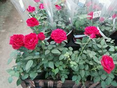 -三圣花乡旅游区