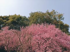 -无锡梅园公园