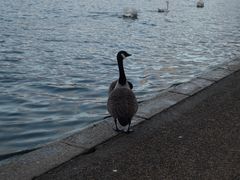 -海德公园