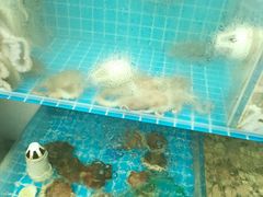 -蓝珊甄选海鲜自助·火锅大排档(近阿那亚店)
