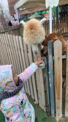 -萌宠亲子动物乐园(槐房万达店)