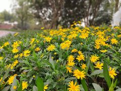 -大渡口区义渡公园