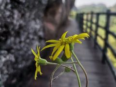 -江西龙虎山景区